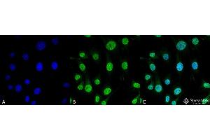 Immunocytochemistry/Immunofluorescence analysis using Mouse Anti-Trap1 Monoclonal Antibody, Clone 3H4-2H6 . (TRAP1 Antikörper  (Atto 390))