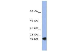 RNASE1 antibody used at 1 ug/ml to detect target protein. (RNASE1 Antikörper)
