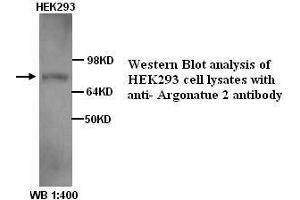 Image no. 1 for anti-Argonaute 2 (AGO2) antibody (ABIN790866) (AGO2 Antikörper)