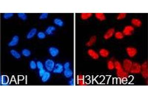 Immunofluorescence (IF) image for anti-Histone 3 (H3) (H3K27me2) antibody (ABIN1873001) (Histone 3 Antikörper  (H3K27me2))