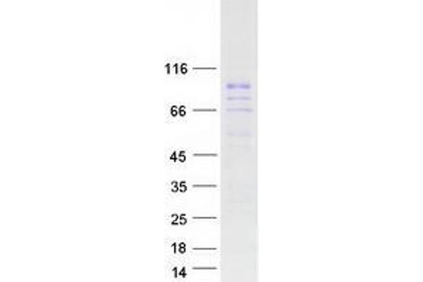 ZNF496 Protein (Myc-DYKDDDDK Tag)