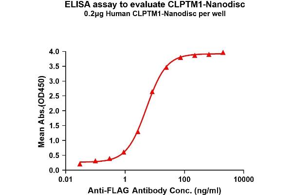 CLPTM1 Protein