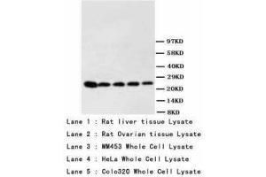 Image no. 1 for anti-Phosphoserine antibody (ABIN1495566) (Phosphoserine Antikörper)