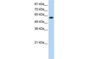Western Blotting (WB) image for anti-Kelch-Like ECH-Associated Protein 1 (KEAP1) antibody (ABIN2461036) (KEAP1 Antikörper)
