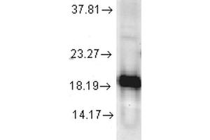 Western blot analysis of Human Cell line lysates showing detection of SOD1 protein using Rabbit Anti-SOD1 Polyclonal Antibody . (SOD1 Antikörper  (Atto 594))