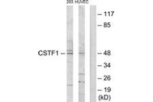 Western blot analysis of extracts from HuvEc/293 cells, using CSTF1 Antibody. (CSTF1 Antikörper  (AA 1-50))