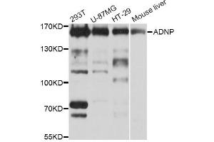 Western blot analysis of extracts of various cell lines, using ADNP Antibody (ABIN5972589) at 1/1000 dilution. (ADNP Antikörper)
