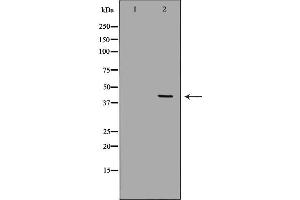 Western blot analysis of Hepg2 whole cell lysates, using CD33 Antibody. (CD33 Antikörper  (C-Term))