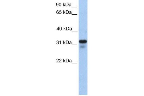 Heparan Sulfate (Glucosamine) 3-O-Sulfotransferase 6 (HS3ST6) Antikörper