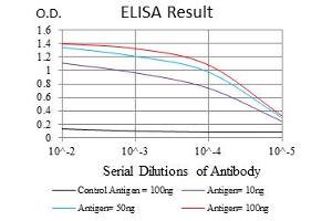 Image no. 4 for anti-Ubiquitin B (UBB) antibody (ABIN1501611) (Ubiquitin B Antikörper)