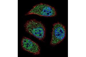 Confocal immunofluorescent analysis of NIX Antibody (Center) (ABIN655731 and ABIN2845178) with A549 cell followed by Alexa Fluor? (BNIP3L/NIX Antikörper  (AA 52-81))