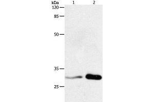 Western Blot analysis of HT-29 cell and Mouse brain tissue using 14-3-3 beta/alpha Polyclonal Antibody at dilution of 1:750 (YWHAB Antikörper)