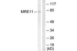 Western Blotting (WB) image for anti-MRE11 Meiotic Recombination 11 Homolog A (S. Cerevisiae) (MRE11A) (AA 230-279) antibody (ABIN2888929) (Mre11 Antikörper  (AA 230-279))