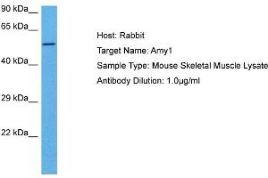 Host: Rabbit Target Name: AMY1 Sample Tissue: Mouse Skeletal Muscle Antibody Dilution: 1ug/ml (AMY1A Antikörper  (Middle Region))