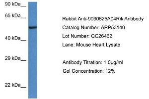 Western Blotting (WB) image for anti-Chromosome 13 Open Reading Frame 31 (C13orf31) (C-Term) antibody (ABIN785643) (LACC1 Antikörper  (C-Term))
