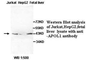 Image no. 2 for anti-Apolipoprotein L, 1 (APOL1) (AA 39-53) antibody (ABIN791085) (APOL1 Antikörper  (AA 39-53))