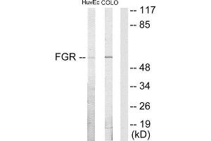 Western Blotting (WB) image for anti-Gardner-Rasheed Feline Sarcoma Viral (V-Fgr) Oncogene Homolog (FGR) (Internal Region) antibody (ABIN1849134) (Fgr Antikörper  (Internal Region))