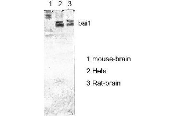 BAI1 Antikörper