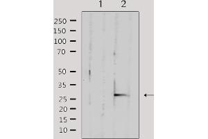 Western blot analysis of extracts from mouse brain, using TFAM Antibody. (TFAM Antikörper  (Internal Region))