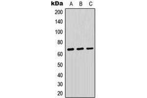 Western blot analysis of PTP kappa expression in HEK293T (A), Raw264. (PTP kappa (N-Term) Antikörper)