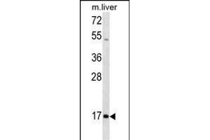 HOXA1 Antibody (N-term) (ABIN1539611 and ABIN2849947) western blot analysis in mouse liver tissue lysates (35 μg/lane). (HOXA1 Antikörper  (N-Term))