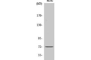 Western Blot analysis of various cells using Cdc16 Polyclonal Antibody. (CDC16 Antikörper)