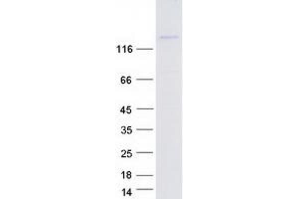 Formin-Like 1 Protein (FMNL1) (Myc-DYKDDDDK Tag)