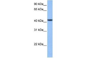 C8ORF34 antibody used at 1 ug/ml to detect target protein. (C8orf34 Antikörper  (N-Term))