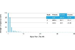 Protein Array (PAr) image for anti-CD9 (CD9) antibody (ABIN7456352) (CD9 Antikörper)