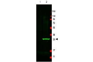 Image no. 1 for anti-Green Fluorescent Protein (GFP) antibody (ABIN401487) (GFP Antikörper)