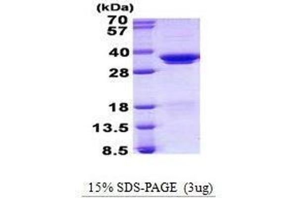 SRSF1 Protein