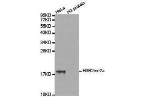 Western Blotting (WB) image for anti-Histone 3 (H3) (H3R2me2a) antibody (ABIN1873014) (Histone 3 Antikörper  (H3R2me2a))