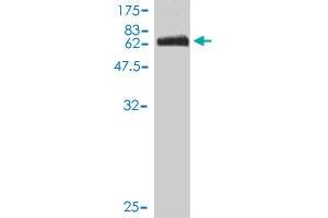 Western Blot detection against Immunogen (74. (ITFG2 Antikörper  (AA 1-447))