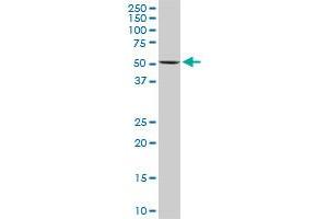 Western Blotting (WB) image for anti-FK506 Binding Protein 4, 59kDa (FKBP4) (AA 301-410) antibody (ABIN560907)