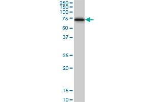 Western Blotting (WB) image for anti-Cystathionine-beta-Synthase (CBS) (AA 1-100) antibody (ABIN7489109)