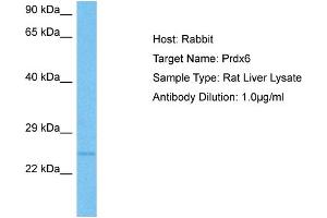 Host:  Rat  Target Name:  PRDX6  Sample Tissue:  Rat Liver  Antibody Dilution:  1ug/ml (Peroxiredoxin 6 Antikörper  (Middle Region))