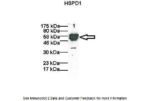 Western Blotting (WB) image for anti-Heat Shock 60kDa Protein 1 (Chaperonin) (HSPD1) (C-Term) antibody (ABIN504609) (HSPD1 Antikörper  (C-Term))