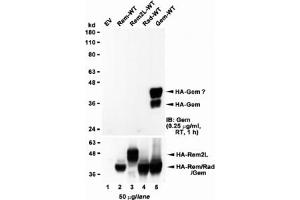Western blot of HEK293 lysate overexpressing full-length human GEM (HA tagged), mock-transfected HEK293 (EV) and HEK293 transiently expressing  the GEM-related genes Rem, Rem2L and Rad. (GEM Antikörper)