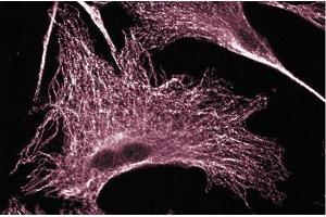 Immunofluorescence staining on 3T3-L1 cells (Mouse embryonic fibroblasts, ATCC CL-173). (ERK (Pan) (AA 219-358) Antikörper)