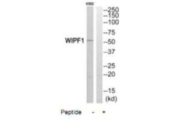 WIPF1 Antikörper  (C-Term)