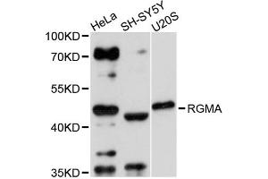 Western blot analysis of extracts of various cell lines, using RGMA antibody (ABIN1874594) at 1:3000 dilution. (RGMA Antikörper)