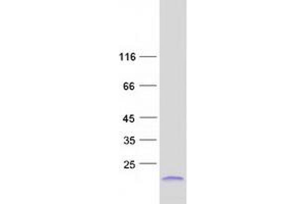 SPRR2F Protein (Myc-DYKDDDDK Tag)