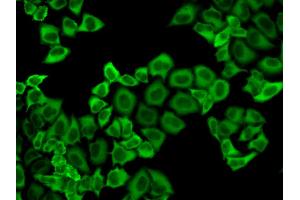 Immunofluorescence analysis of HeLa cells using PRDX2 antibody. (Peroxiredoxin 2 Antikörper)