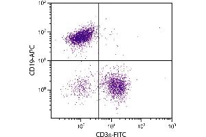 BALB/c mouse splenocytes were stained with Rat Anti-Mouse CD19-APC. (CD19 Antikörper  (APC))