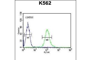 UBAC1 Antibody (C-term) (ABIN651546 and ABIN2840294) flow cytometric analysis of K562 cells (right histogram) compared to a negative control cell (left histogram). (UBAC1 Antikörper  (C-Term))
