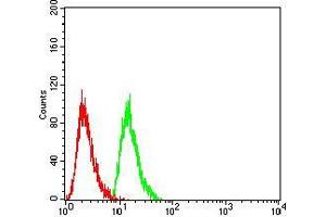 Flow cytometric analysis of Hela cells using RAN mouse mAb (green) and negative control (red). (RAN Antikörper  (AA 1-216))
