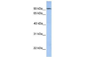 CLPB antibody used at 1 ug/ml to detect target protein. (CLPB Antikörper)