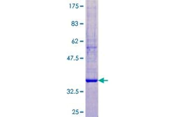 Kallikrein 12 Protein (AA 1-111) (GST tag)