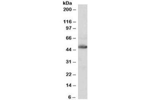 Western blot testing of human heart lysate with IDH2 antibody at 0. (IDH2 Antikörper)