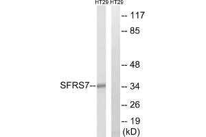 Western blot analysis of extracts from HT-29 cells, using SFRS7 antibody. (SFRS7 Antikörper  (Internal Region))